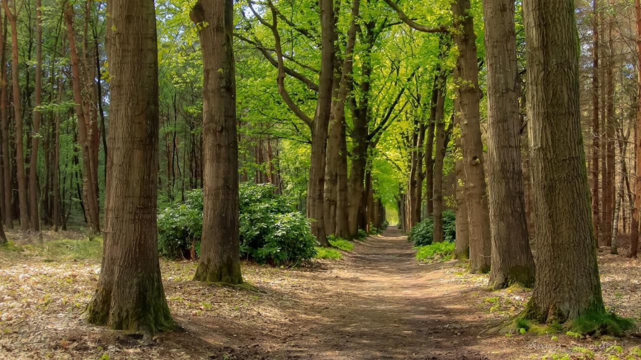 Vakantiehuis In Een Prachtige Bosrijke Omgeving In Twente! Bornerbroek Exterior photo